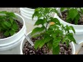 Chili Pepper Progress 5-19-13 Chili Pepper Progress 5-19-13