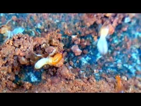 how to use camera key in xperia c