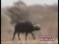 اسود وجواميس وتمساح معركة حاميه جدا وانتقام الجواميس وانتصار التمساح