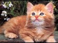l0anno del gatto