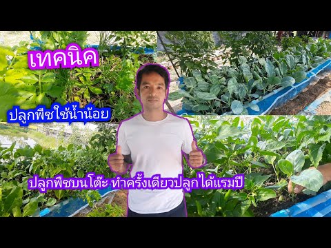 เทคนิคการปลูกผักใช้น้ำน้อย ปลูกผักบนโต๊ะ ทำครั้งเดียวปลูกได้แรมปี