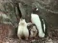 Penguin Families in Antarctica