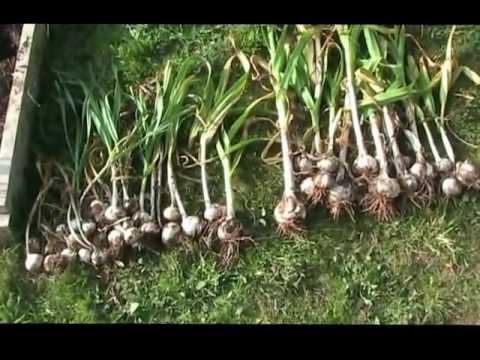 how to harvest elephant garlic