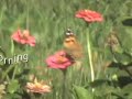 butterflies on a sturday morning