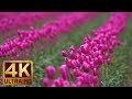 SPRING FLOWERS IN 4K (ULTRA HD) 4 HOURS - NAT ..