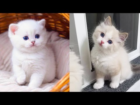 Baby Cats - Cute and Funny Cat Videos Compilation #34 | Aww Animals