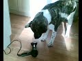 Japanese Akita arguing with the hairdryer