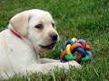labrador puppy