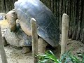 tortoise mating