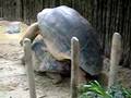 tortoise mating
