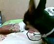 videos de zeytin