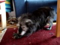 puppa g�r konster