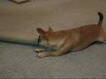 Grumbling Dog