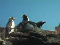 Penguins
