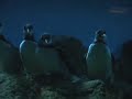 Penguins