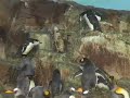 Penguins