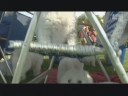 Dogs 101 BICHONS - Animal Planet 02 Nov 08