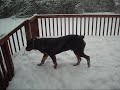Doggies in the Snow