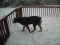 Doggies in the Snow
