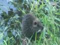 videos de Baby Nutria #2