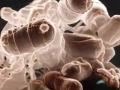 Origin of Life 1. Life Came From Other Planets. Myth of the Organic Soup & Abiogenesis