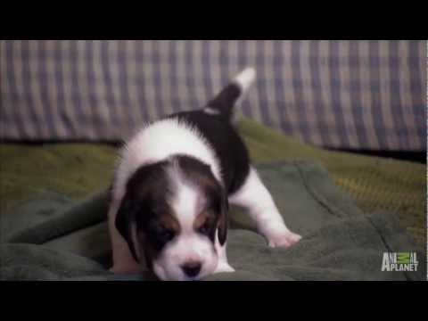 Roo the Explorer | Too Cute!
