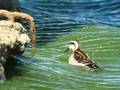 videos de Red-necked Phalarope - Phalaropus lobatus
