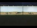 Valentia Citrate winning at Shelbourne Park