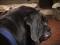 Our Neapolitan Mastiffs playing rough Our Neapolitan Mastiffs playing rough