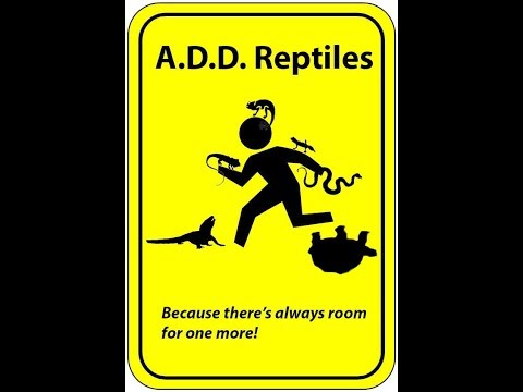 YouTube reptile video