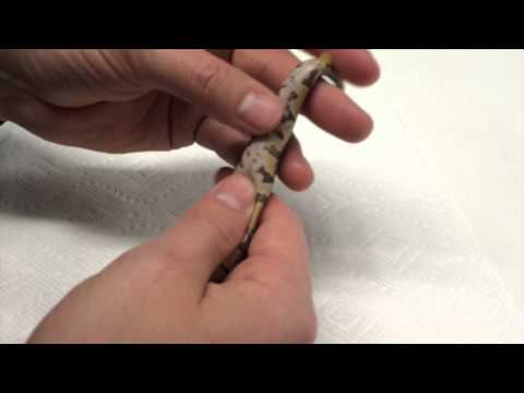 YouTube reptile video