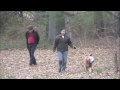 Dogs of Christmas