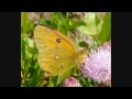 Acoustic Butterfly