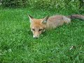 Fox Play Fox Play