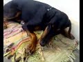 Doberman Going RAW