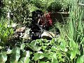 My Water Garden