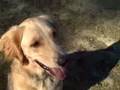 videos de Izzy at the park