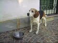 My Beagle Danko is Hungry!