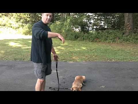 how to train golden retriever puppies