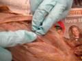 Dissected Cat Muscles Version 2