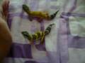 Leopard Gecko Update! Ripsi and Gypsy