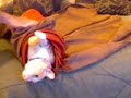 cat burrito