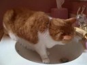 Sunny drinking water