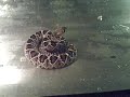 Rattle Snake Attacks! Rattle Snake Attacks!