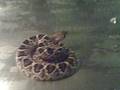 videos de Rattle Snake Attacks!