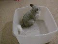 Amy the Dust Hog