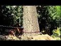 Douglas-fir Removal
