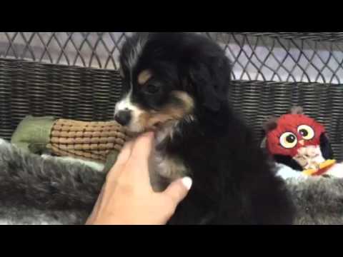 Cute and Fluffy Australian Shepherd