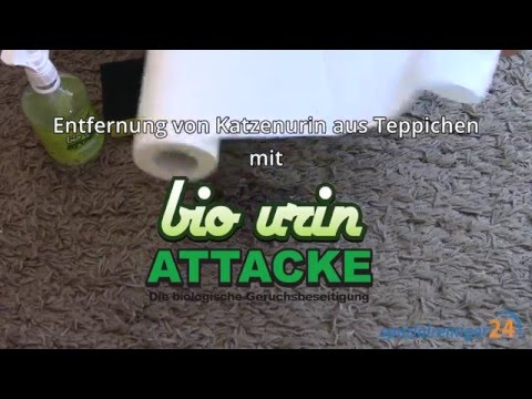 Katzenurin aus Teppich entfernen (mit Bio Urin Attacke)