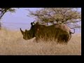 Search for mating rhinos - BBC wildlife